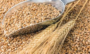 Турция будет закупать украинское зерно со скидкой