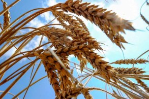 Georgia imposes one-year ban on export of wheat and barley