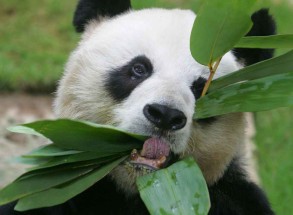 World's oldest known male giant panda, 'An An' , dies at 35
