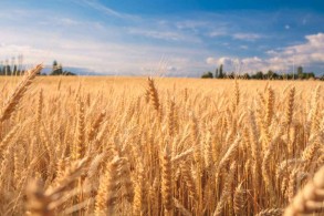 27.6 thousand tons of grain exported from Stavropol to Azerbaijan