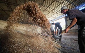 No obstacles on Russia’s part to export of Ukrainian grain — Russian senior diplomat