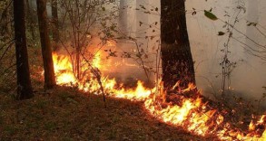 В Масаллинском районе начался пожар