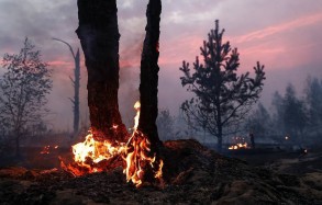 Forest fire started near Zaporozhye nuke plant — authorities